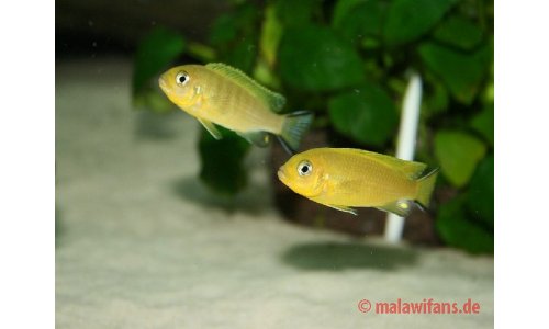 Pseudotropheus daktari Hai Reef